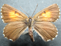 Lucia limbaria - Adult